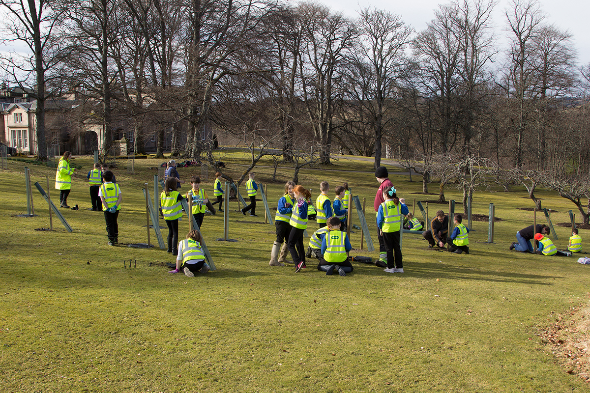 Pupils planting trees from Aberlour Primary #5